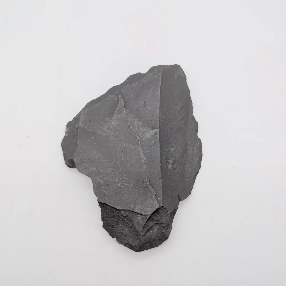 Real Multi Ammonite Fossils In Black Shale Stone Matrix